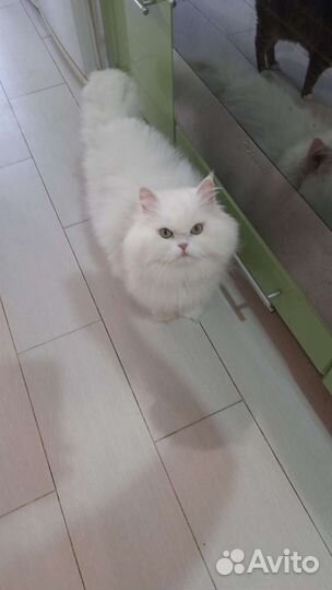 Белый персидская