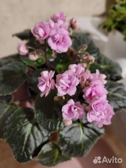 Цветущие фиалки