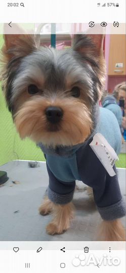 Стрижка собак и кошек