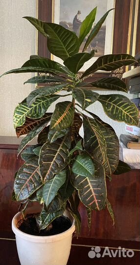 Фикус, кротон, декабрист и др