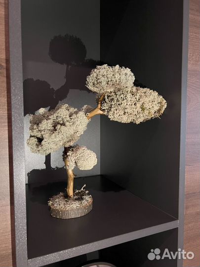 Дерево бонсай не требующие ухода