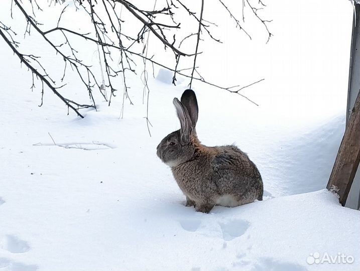 Кролики бельгийский великан