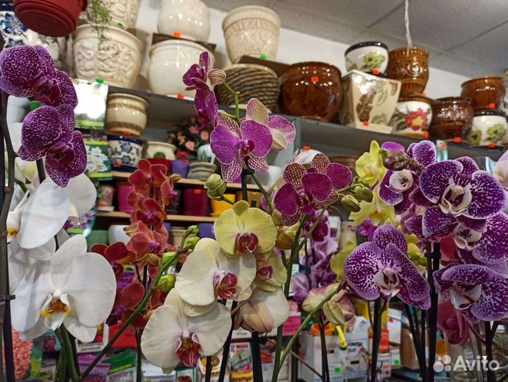 Орхидеи