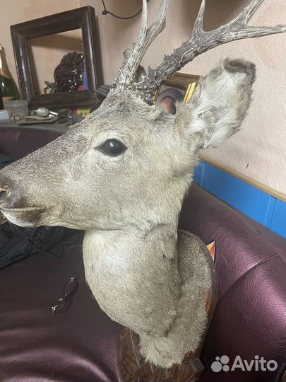 Чучело голова косули