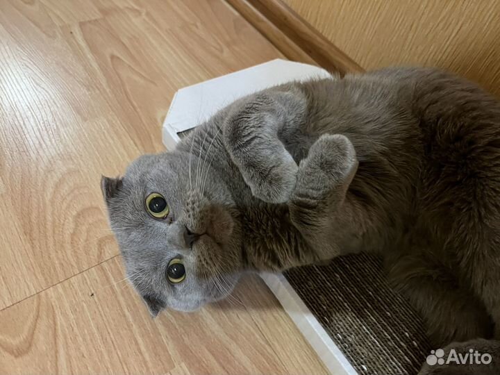 Британский кот на вязку