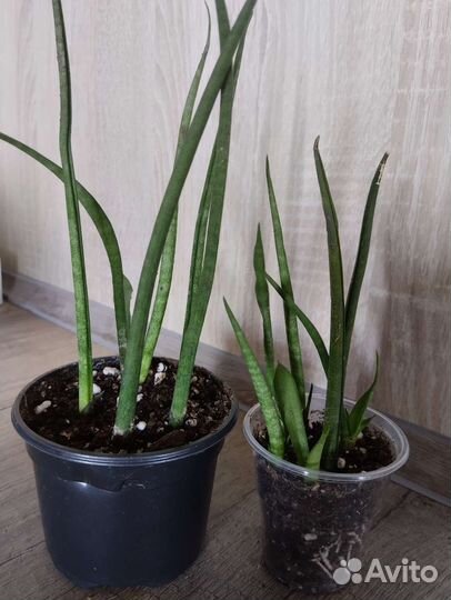 Сансевиерия Самурай, Микадо, Муншайн, Биг Лиф