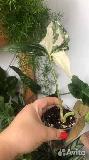 Сингониум imperial white