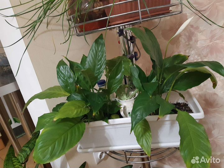 Спатифиллиум