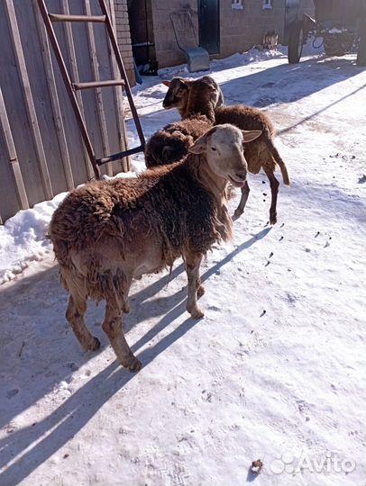 Катумские бараны