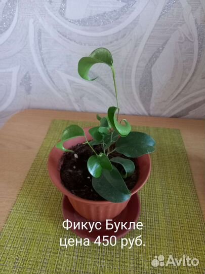 Фикусы сортовые