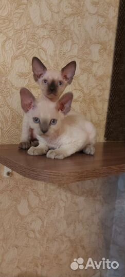 Котята девон-рекс