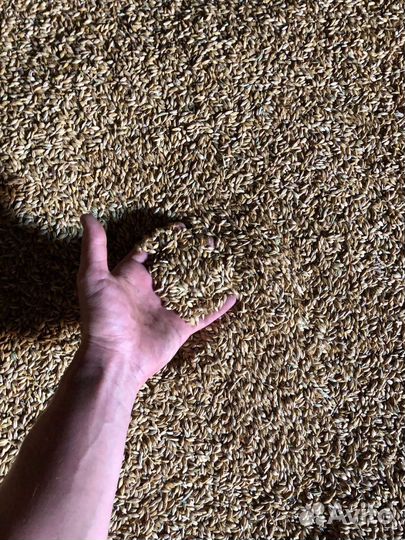 Зерно ячменя