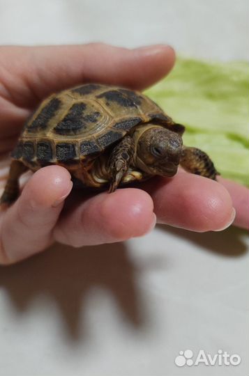 Черепаха