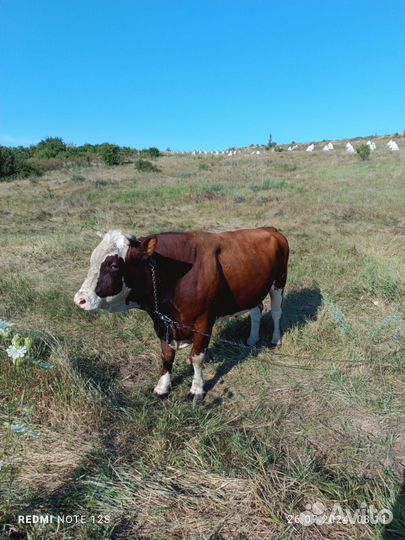 Крс быки телки