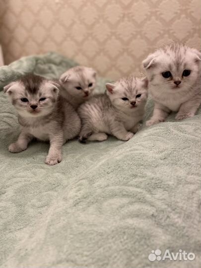 Шотландская вислоухая шиншилла