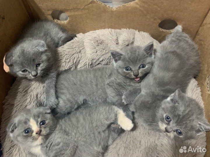 Шотландские котята