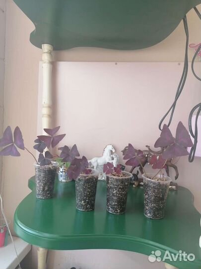 Кислица (оксалис)