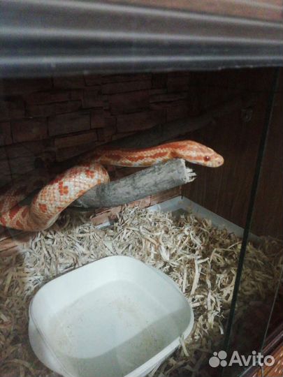 Змея маисовый полоз