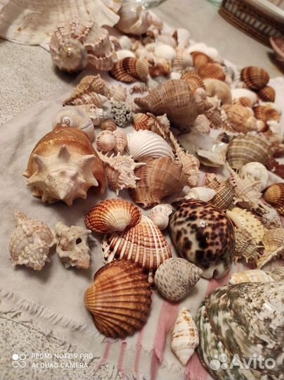 Коллекция морских ракушек