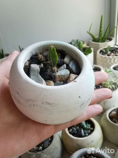 Кактусы и суккуленты