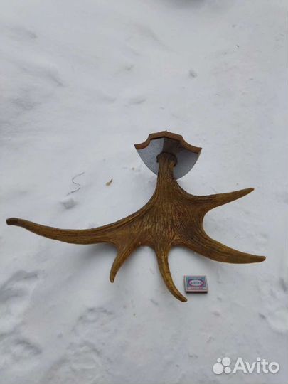 Лосиные рога