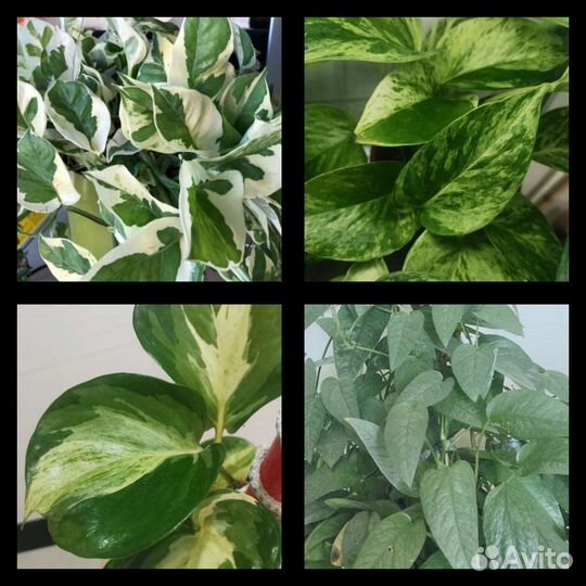 Сциндапсус, эпипремнум ч.1