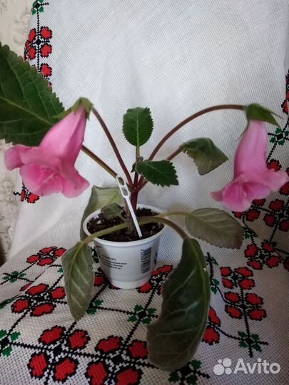 Тедея розовая. Глоксинья Розалинда