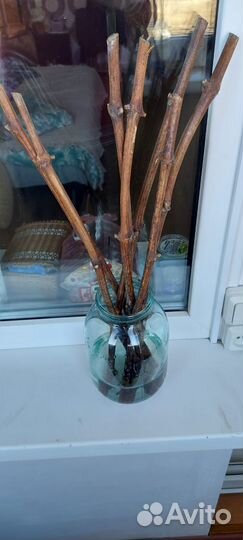 Черенки винограда