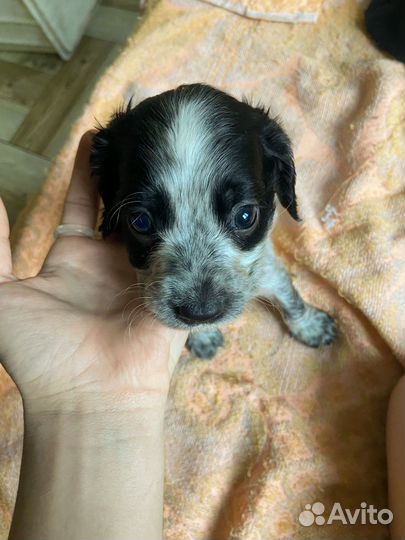 Отдам щенка