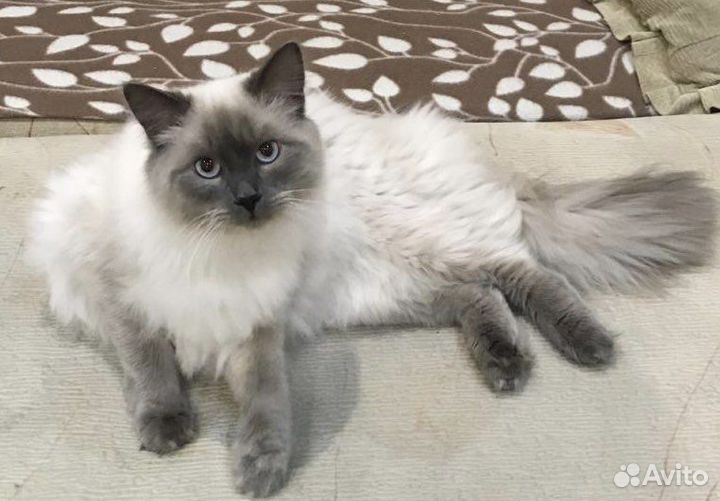 Невский маскарадный кот вязка