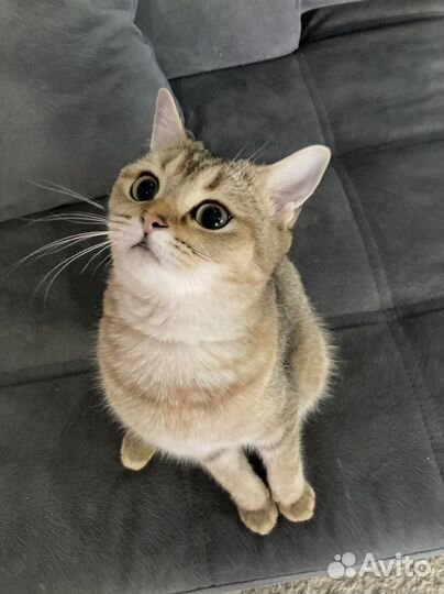 Британская