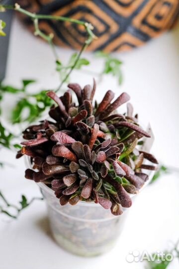 Крассула. Суккуленты почтой