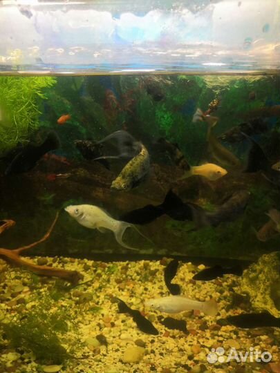 Аквариум