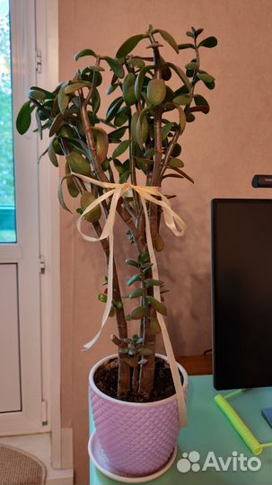 Денежное дерево толстянка бесплатно