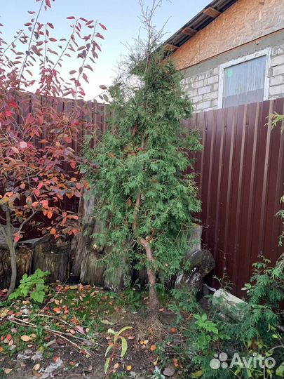 Туи западные 3 - 3,2м