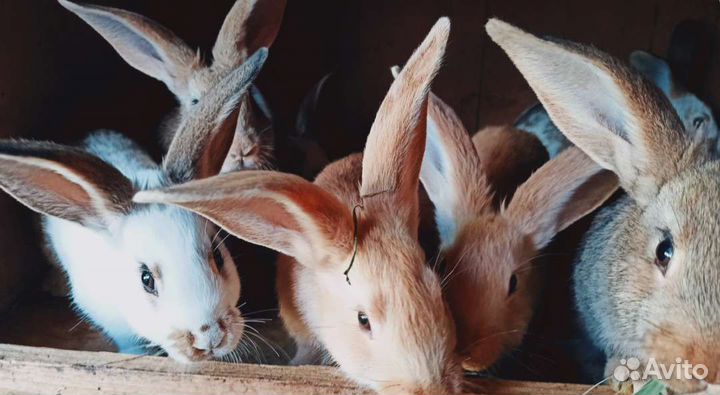 Кролики