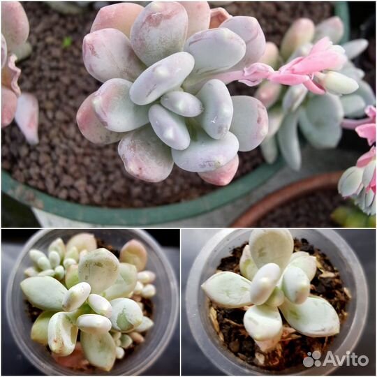 Пахиверии, эхеверии, граптоверии