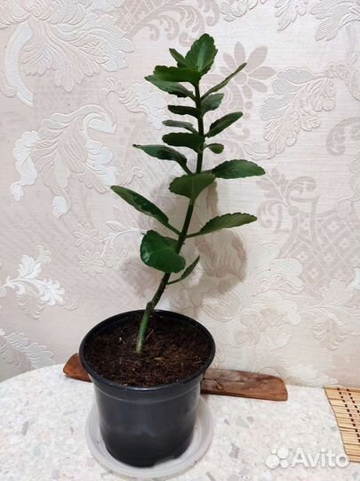 Фиалки, каланхое