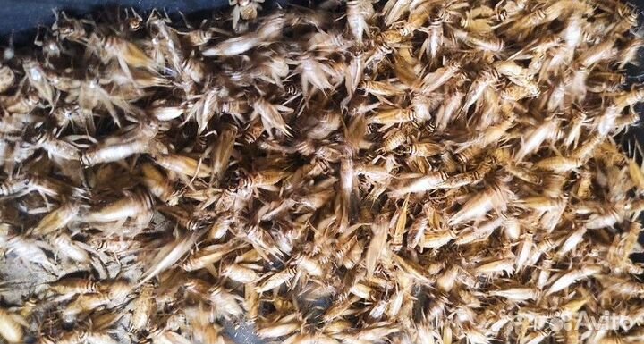 Кормовые насекомые: сверчки, тараканы и другие