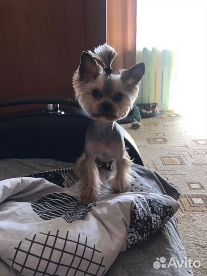 Йоркширский терьер щенки