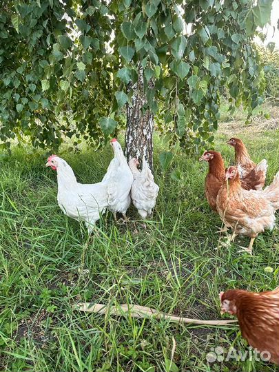 Куры несушки