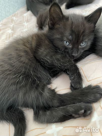Котятки Чаузи