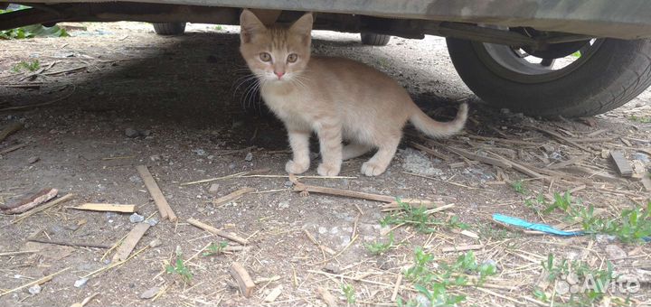Котята 1,5 мес