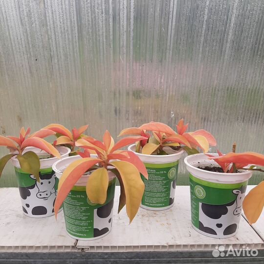 Комнатные цветы