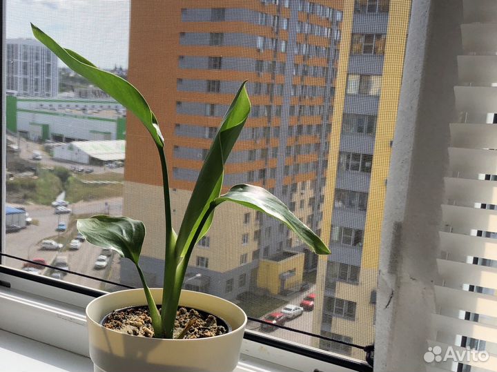 Стрелиция Николая