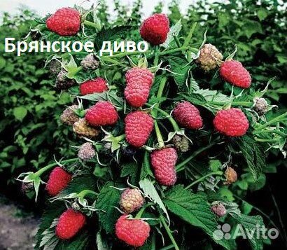 Саженцы малины рем.- урожайной и крупноплодной