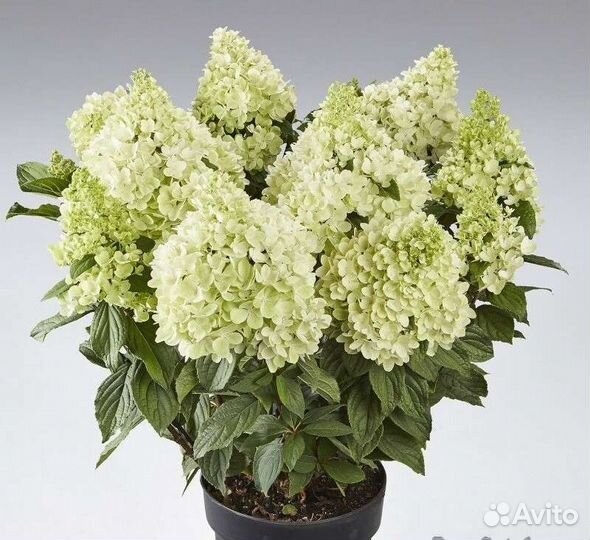 Гортензия метельчатая серия Pan