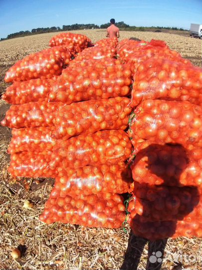 Лук репчатый, от производителя оптом, сорт 