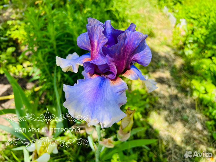 Ирис Карибик