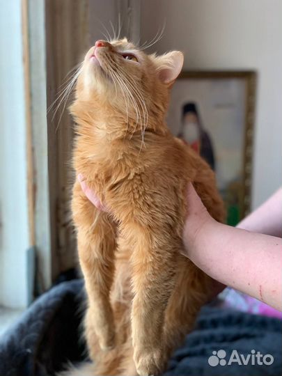 Молодой кот